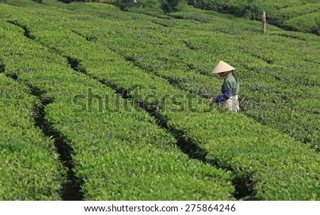 Tea worker picking tea leaves