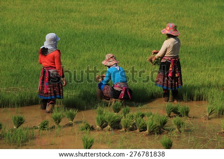 Concept of agriculture. Unidentified Asian women on paddy field at the beginning of the season. Agriculture is one of the most important industry in Asia.