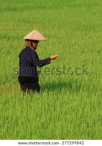 Unidentified Asian woman on paddy field at the beginning of the season. Agriculture is one of the most important industry in Asia.