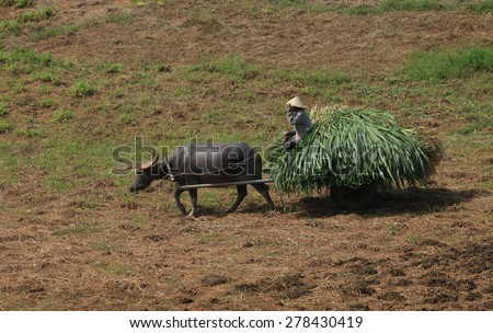 Asian farmer on the green grass field with his water buffalo.
