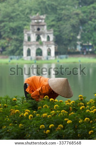 Asian gardener taking care of an yellow botany garden on the bank of Hoan Kiem (Sword) lake and Turtle Tower on a small island behind.