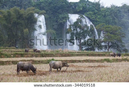 Water buffalo eating grass on the field near Ban Gioc waterfall in north of Vietnam. The main of Ban Gioc is divided by two parts for Vietnam and China.