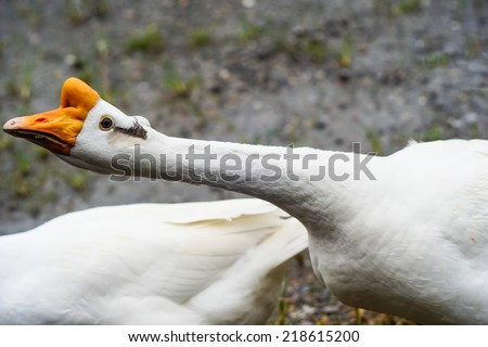 geese live together as a couple.