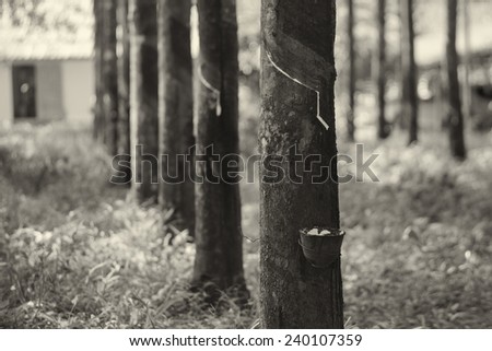 rubber tree in the forest Thailand