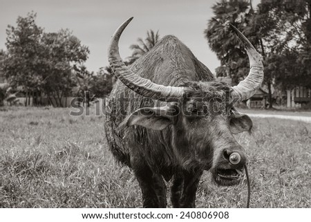 Buffalo in nature black and white