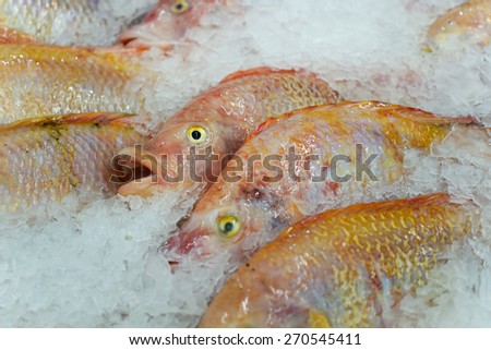 Frozen fish and ice in the market