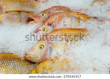 Frozen fish and ice in the market