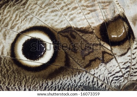 butterfly eye wing