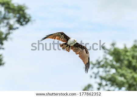 bird soaring in a blue sky Thailand