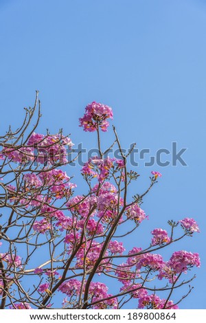 Flower and Sky