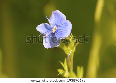 Forget-me-not Light Blue Flower