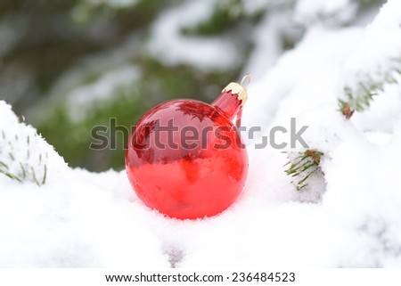 Transparent red snow ball on a fir branch
