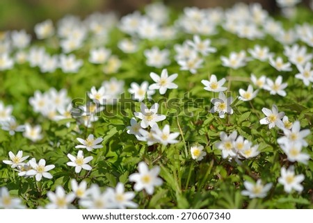 Anemone nemorosa is an early-spring flowering plant in the genus Anemone. Macro photo
