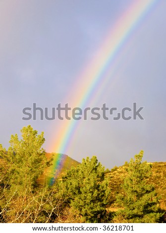 Beautiful rainbow rising up over the forest