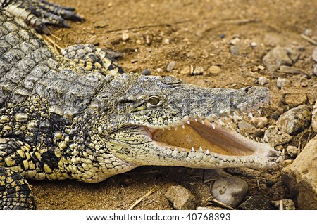 Adult crocodile head, teeth and open mouth