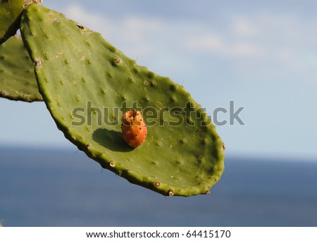 Opuntia - Prickly Pear Cactus leaf and fruit, blue sky on a background