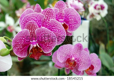 Some orchids have single flowers but most have a racemose inflorescence, sometimes with a large number of flowers.