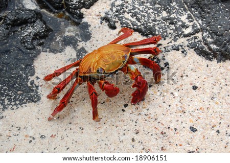 Sally Lightfoot Crab (Grapsus grapsus) inhabits the Galapagos Islands. Lives amongst the rocks, feeds on algae primarily. It is a quick-moving crab and hard to catch. It is used as bait by fishermen.