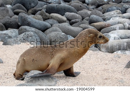 Galapagos Sea Lion (Zalophus wollebaeki) is a mammal endemic to Ecuador. Within the colony sea lion pups live together in a rookery. Pups can be seen together napping, playing, and feeding.