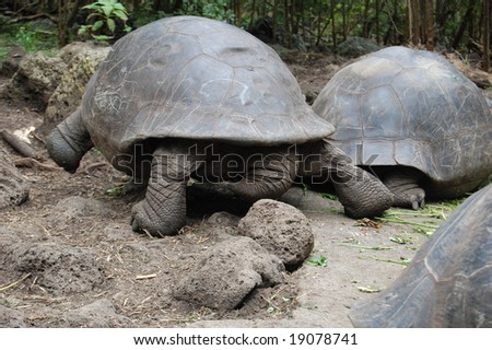 Tortoises are slow-moving reptiles. Although feeding giant tortoises browse with no apparent direction, when moving to water-holes or nesting grounds, they can move at a surprising speed.