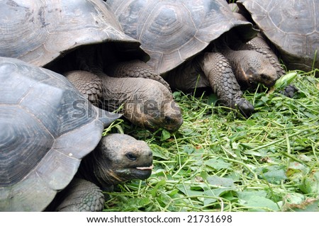 Tortoises are herbivorous animals with a diet comprising cactus, grasses, leaves, vines, and fruit. Tortoises eat a large quantity of food when it is available at the expense of incomplete digestion.