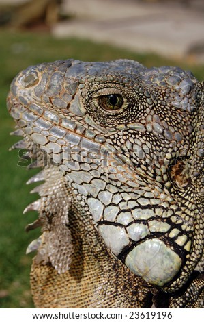 Iguana a genus of lizard native to tropical areas of Central and South America and the Caribbean.