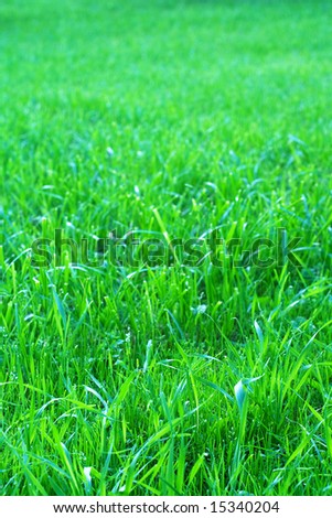 Photo of grass-plot