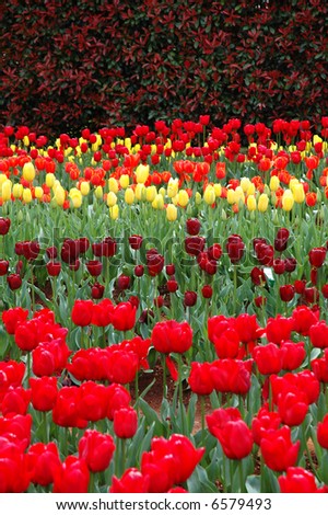 Rows of Colorful Tulips Blooming in Spring