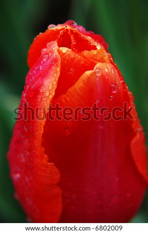 Closeup on Single Bulb of Tulip in Spring