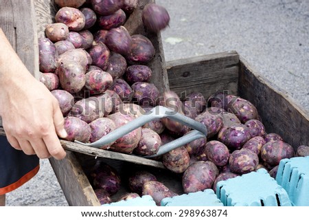 Vendor Adding Purple Potatoes to Bin at Farmer\'s Market