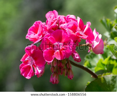 Hot pink flower with hanging buds.