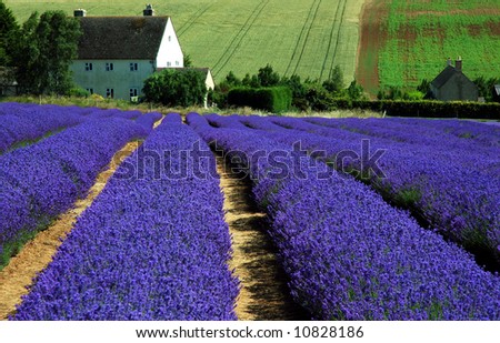 House with Lavender