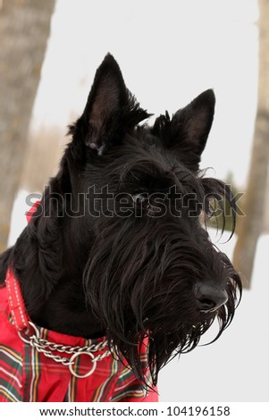 portrait of the scottish terrier dog in overalls in the scottish cell