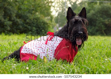 Scottish terrier dog in overalls walking in the park