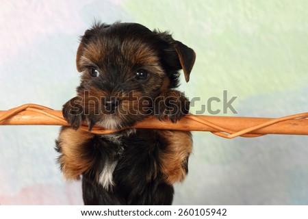 Yorkshire terrier puppy paws based on crossbar