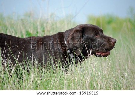 chocolate labrador puppy in the long grass