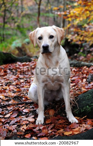 cute yellow labrador puppy. stock photo : cute yellow labrador puppy