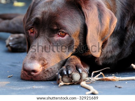 Sad puppy dog