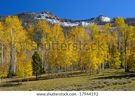 Aspen trees and mountain covered with snow on the background