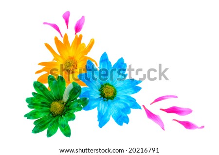 Daisy+flower+pictures+color