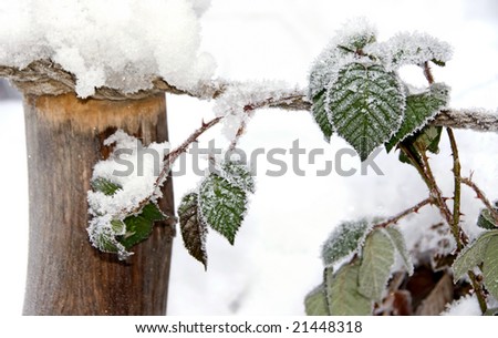 Frozen plant in winter