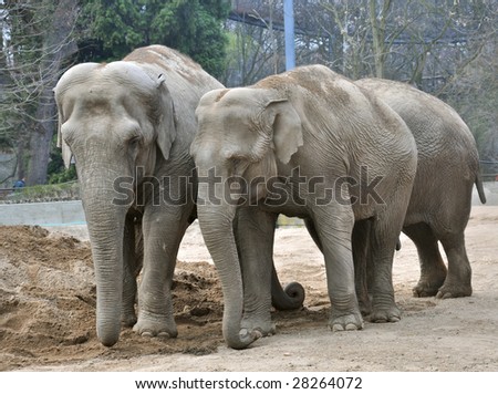 Three huge elephants on sand