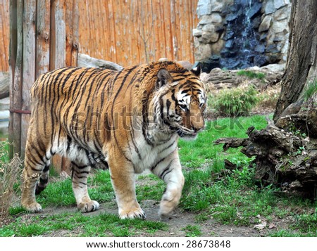 Bengal tiger walking