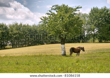 Horse under single tree, village landscape