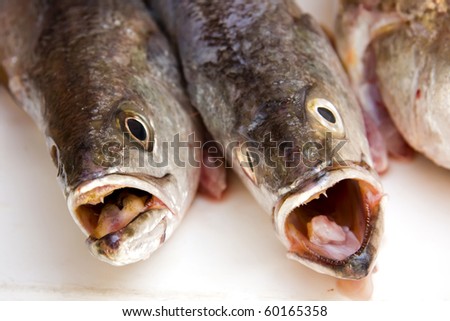 Raw fish heads front view