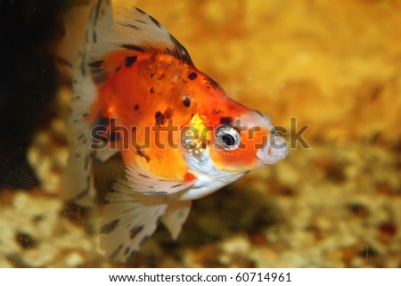 Little orange fish in the fishbowl
