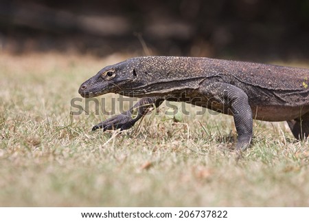Komodo Dragon, the large lizard in Rinca island