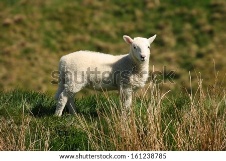 little lamb on grassy meadow