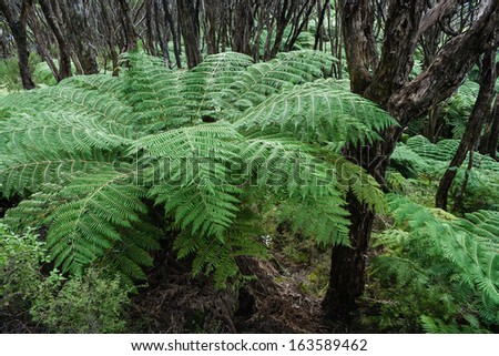 tree ferns in rain forest