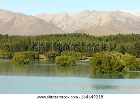 submerged trees at Lake Tekapo, New Zealand